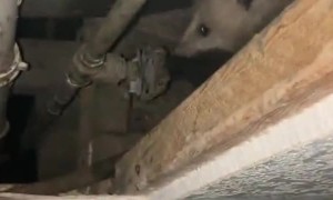 My Neighbor's Been Making Too Much Noise...