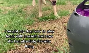 Clever Doggo Uses Machine to Play Fetch with Herself