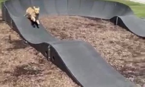 Dog Runs Through BMX Track