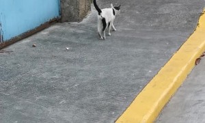 Bird Dive-Bombs Unfazed Cat