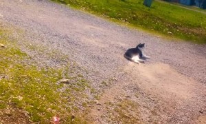 Cat Takes a Nap in a Cop Car