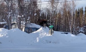 Moose Feasts From Top of Snow Hill