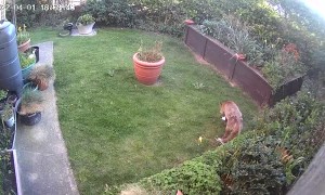 Freddy the Wild Fox Loves New Toy