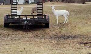 Three White Deer in Wisconsin