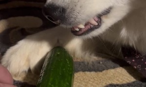 A Husky and Her Cucumber