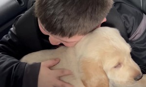Boy Gets Puppy Surprise for His Birthday