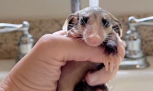Baby Opossum Takes a Shower