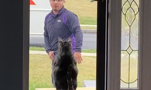 Cat Guards the House