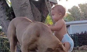 Baby Feeding A Huge Pitbull