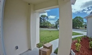 Lizard Gives Delivery Driver a Surprise