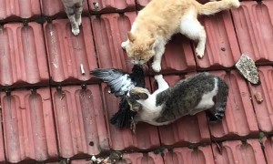 Cats  Can't Share Pigeon Prize