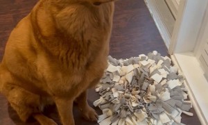 Pup Waits to Say Grace Before Meal