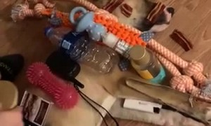 Sleeping Dog Doesn't Wake Easily