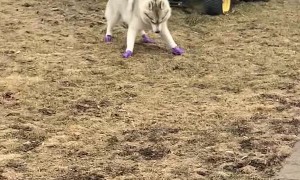 Pup is Pumped for Fancy Footwear
