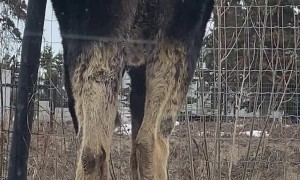 Moose Covered in Ticks