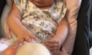Playful Puppy Pounces on Precious Baby