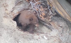 Mama Bear Emerges from her Den