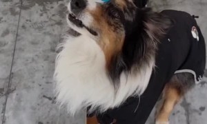 Two Synchronized Dogs on a Skateboard Balance Two Cups