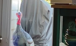 Wild Turkey is Upset About Empty Bird Feeder