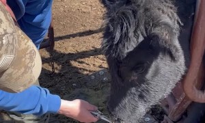 Curious Cow Gets Nose Full of Porcupine Quills