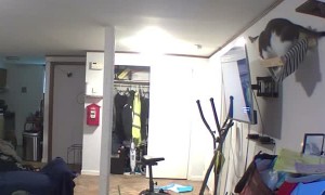 Cat Narrowly Escapes from Falling Nest