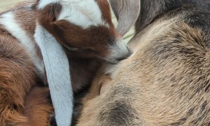 Baby Goats Napping