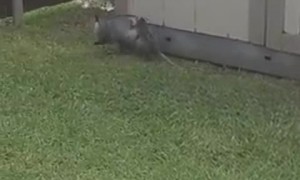 Piggybacking Possum Baby