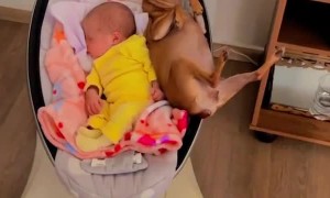 Baby and Chihuahua Share Cradle
