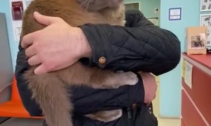 Ostrich the Cat Hides His Head at the Vet