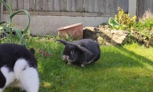 Rabbit Chases Cat Away