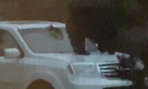 Momma Bear Trapped in SUV Breaks Through Hole in Front Windshield Unharmed