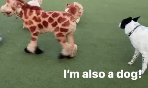 Dog pulls off flawless giraffe impersonation, confuses all the other dogs