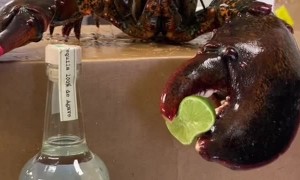 Lobster Helps Make Drink with Lime