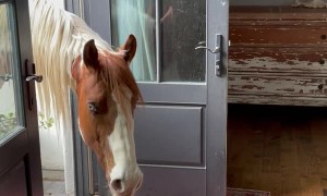 Horse Heads into the Bedroom