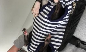 Bjorn Bound Chihuahua "Swims" with Owner