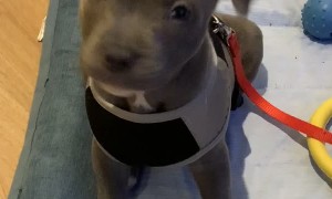 Puppy Tilts Head to Tune