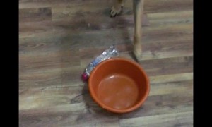 Smart Doggo Shows Dad Exactly What it Wants