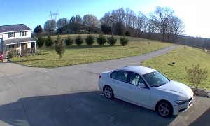 Border Collie Herds Sheep onto Porch