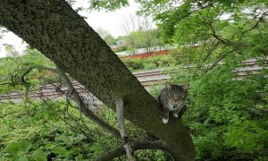 Guy Rescues a Cat After Being Stuck in a Tree for Two Days