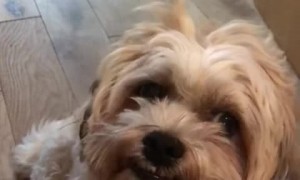 Harry the Shichon Looking Guilty After Stealing Biscuits