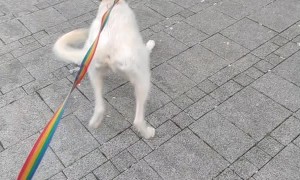 Doggo Tries to Make Friends with Statue