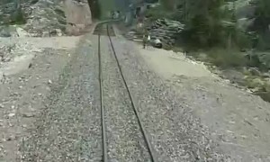 Train Slows For Caribou Racing Along Tracks