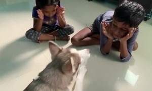Kids Play Peekaboo with the Dog