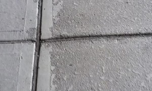 Reuniting Dad with Granddoggie After Hospital Visit