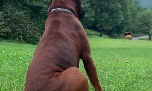 Duke The Dog Waiting for the School Bus