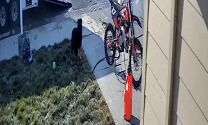 Guy Unloading Trailer Falls on Ramp