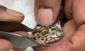 Gecko Gets Help With Oddly Satisfying Shed