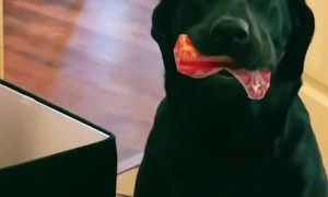 Black Lab Got Caught Stealing Butter Stick