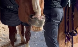 Going Hands-On Keeps Horses Happy