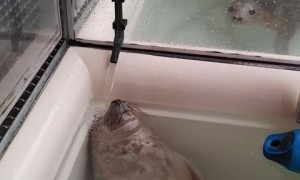 Super relaxed seal chills out under running water